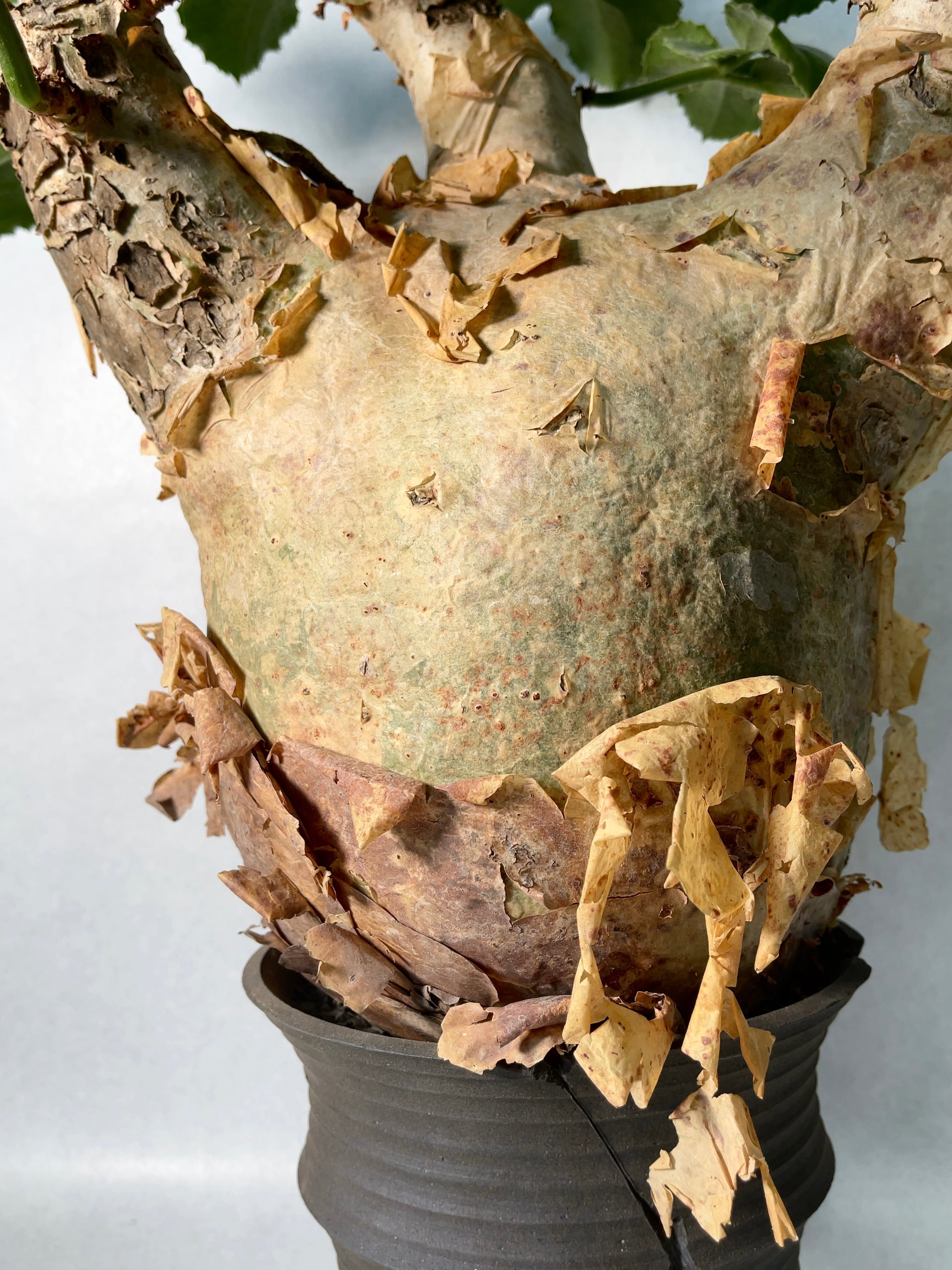 67c2eec35e45f918b585cebda831f6