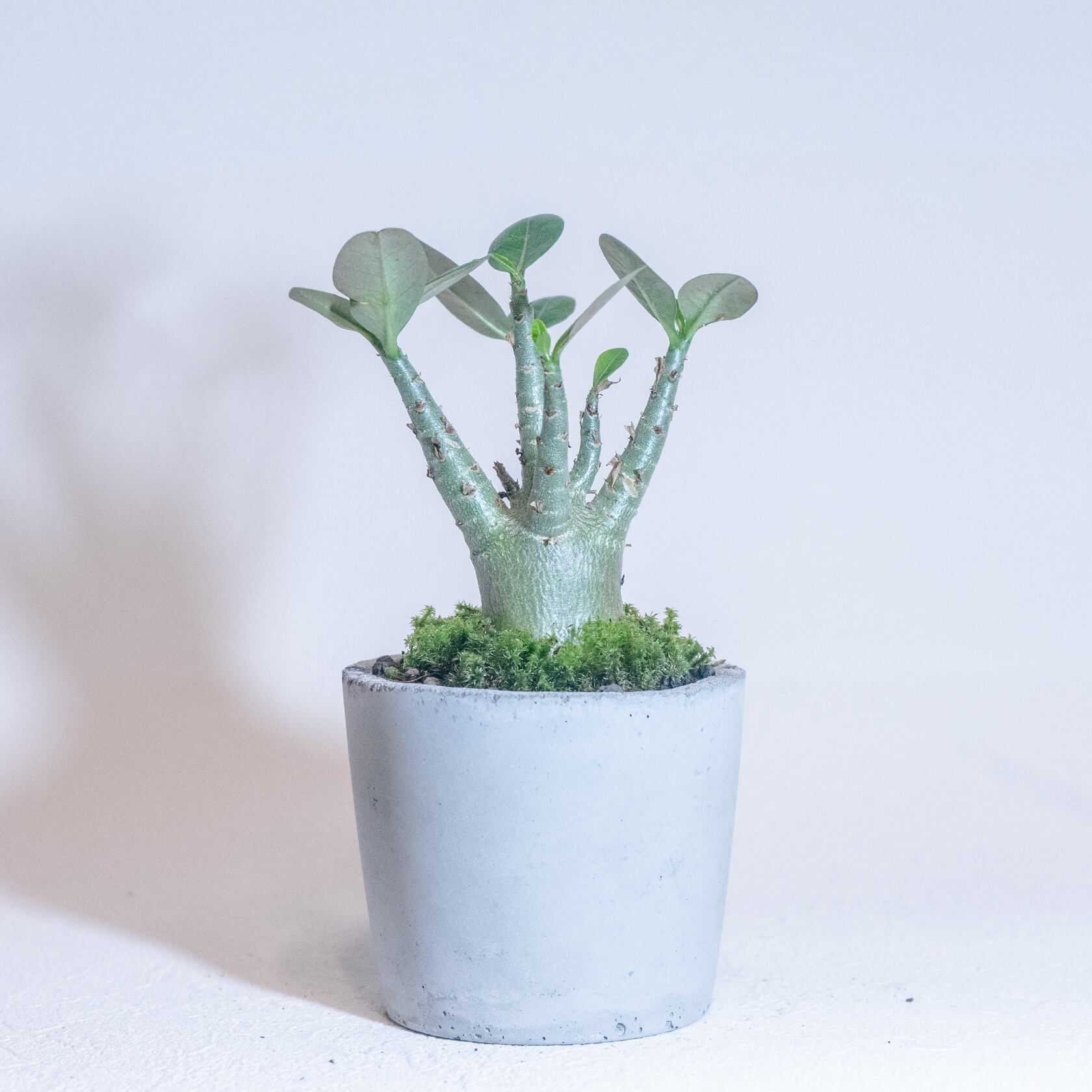 手のひらサイズの観葉植物 アデニウム スナ苔の鉢植え 湯飲み型のシンプルなモルタル鉢 送料全国一律850円 アトモスフィア 自作の鉢を使った 観葉植物や多肉植物 塊根植物などの通販
