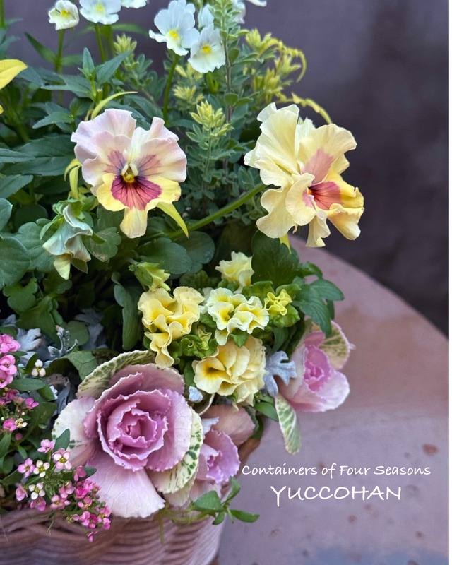 お正月から春まで楽しめる  ギャザリング寄せ植え バスケットC