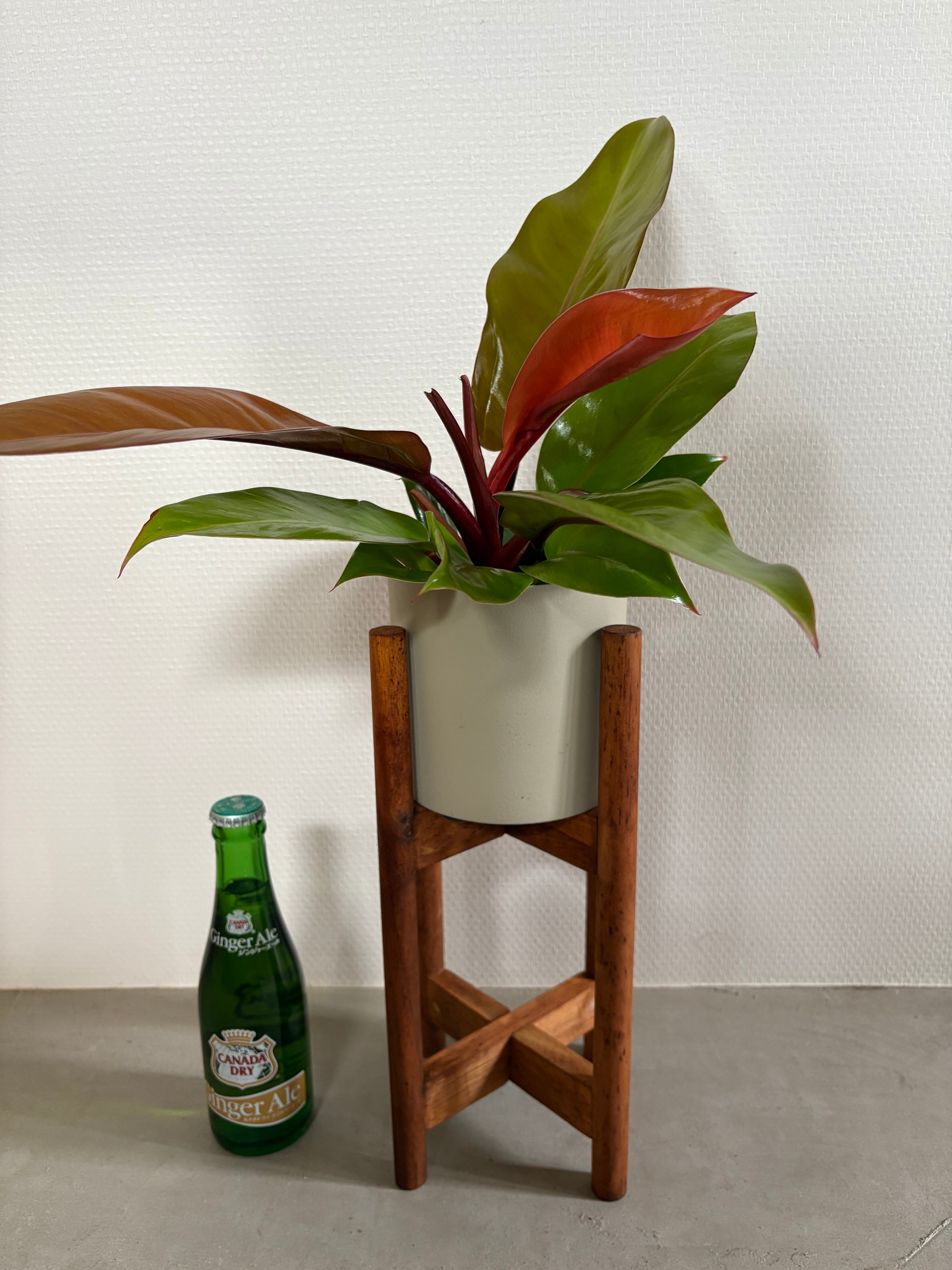 フィロデンドロン・プリンス・オレンジ スチール鉢カバー＆スタンド