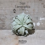 【送料無料】キセログラフィカ S〔エアプランツ〕現品発送T1991