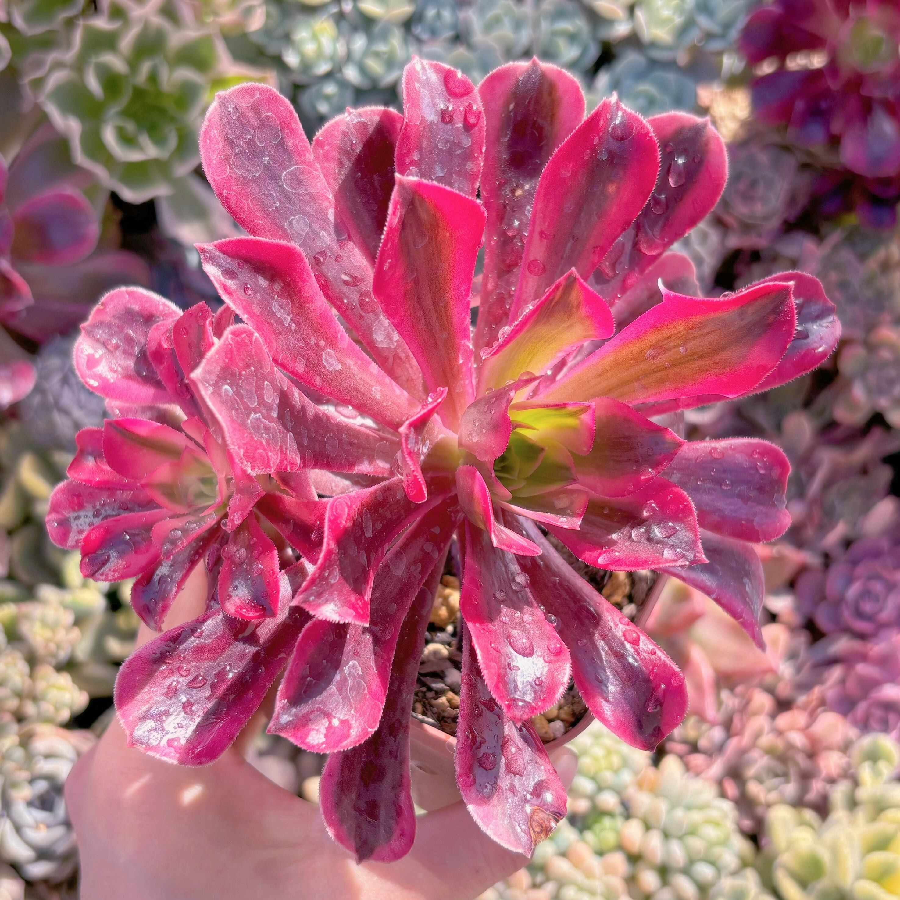 現品　メデューサ#A71　るる農園