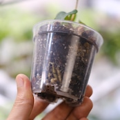 Anthurium Carlablackiae / アンスリウム カーラブラッキー⑥│観葉植物