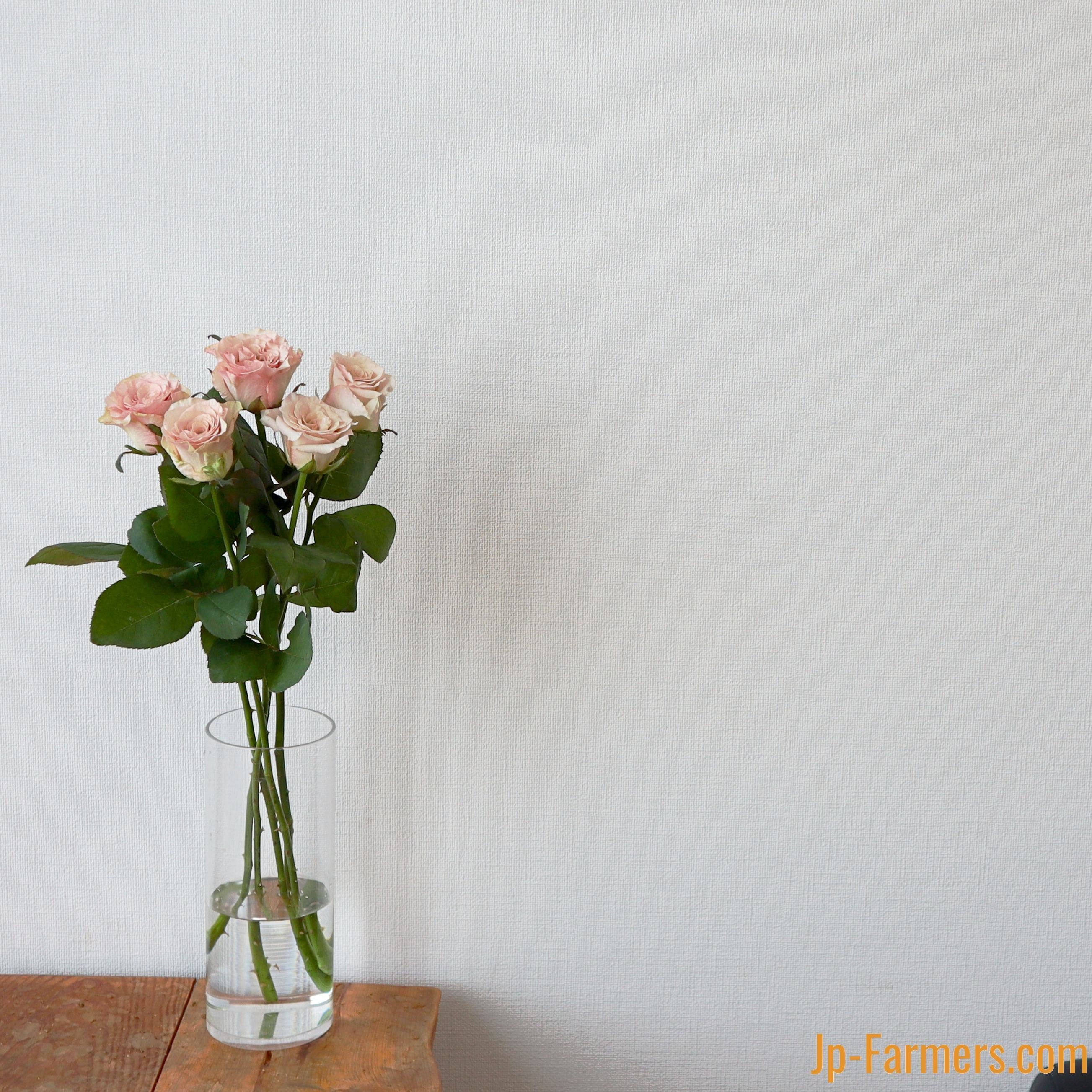 FINEROSE ☆バラ 品種名：クリスタルドレス ふわっと