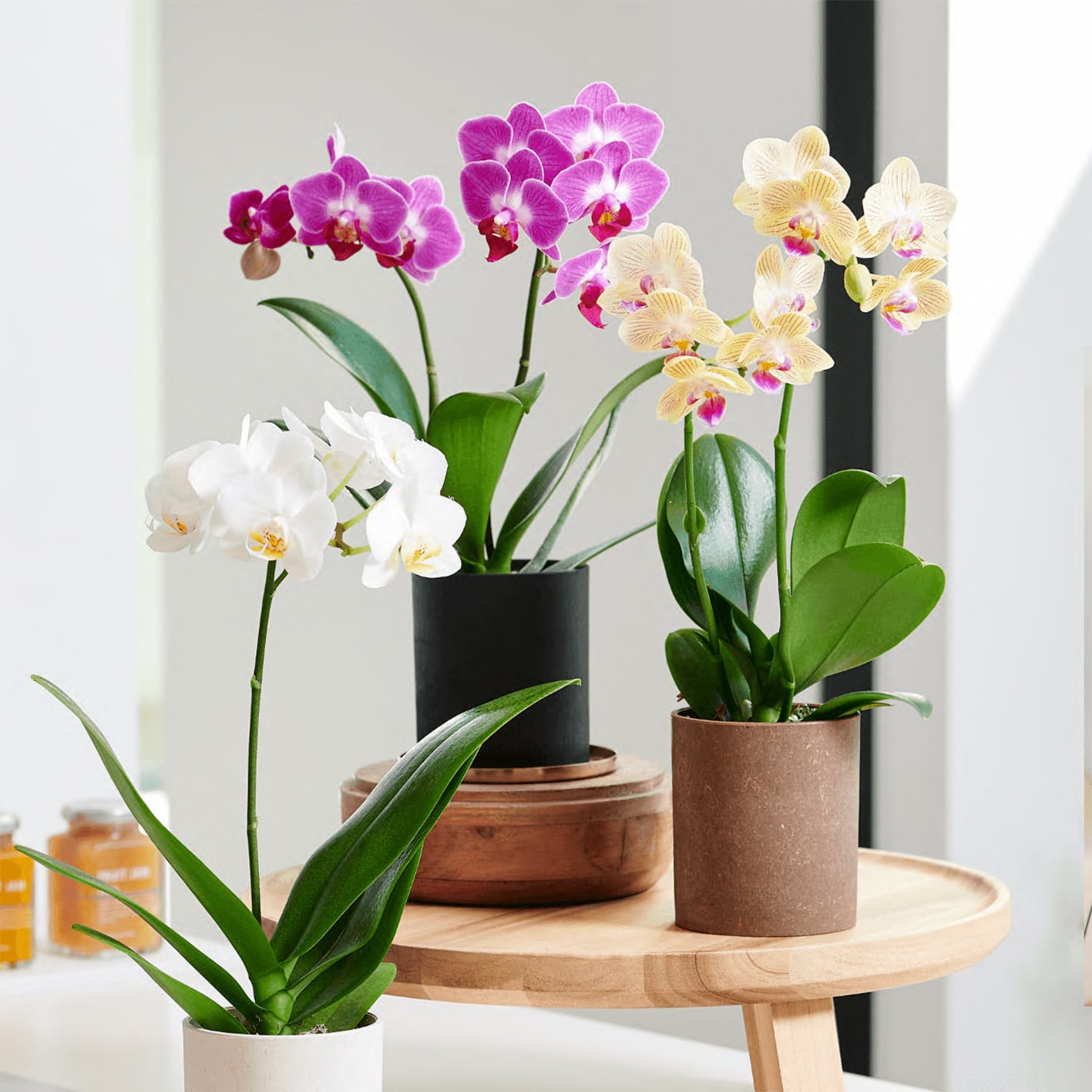 胡蝶蘭 ミディ1本立ち L 送料込 | Lulu Flower 大阪の花屋｜スタンド花