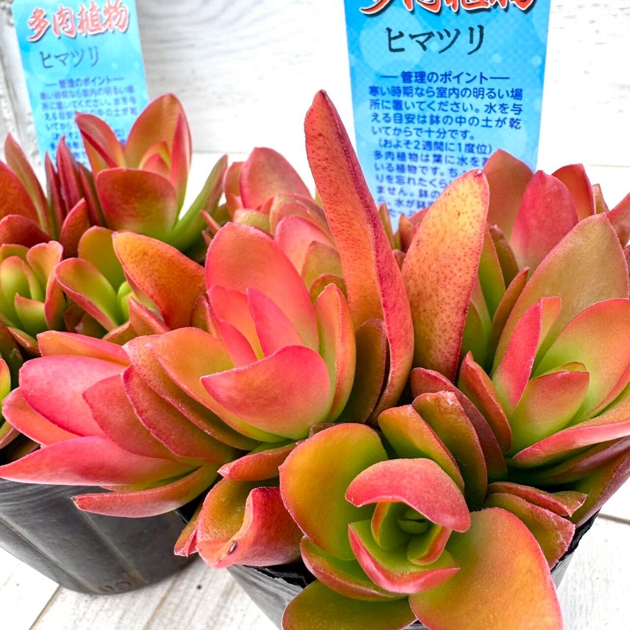その他多肉植物 | アトリエnana 多肉植物専門店