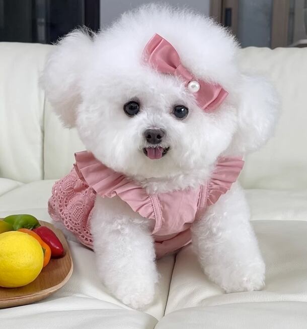 ドッグ 犬 小型犬 室内着 ドレス ドレス スリム フリル レース 刺繍 かわいい きれいめ シンプル 上品 おしゃれ レトロ モード系 エレガント フォーマル かっちり ラブリー キュート プリンセス フェアリー ラグジュアリー クラシカル ベーシック シンプル フレンチ シック 無地 ボタニカル 春 夏 ロングシーズン サマーシーズン 女の子 成犬 デート お出かけ パーティー イベント リゾート 休日 ホテル ガーデン レストラン 記念日 庭 ガーデン 散歩 室内 おうち