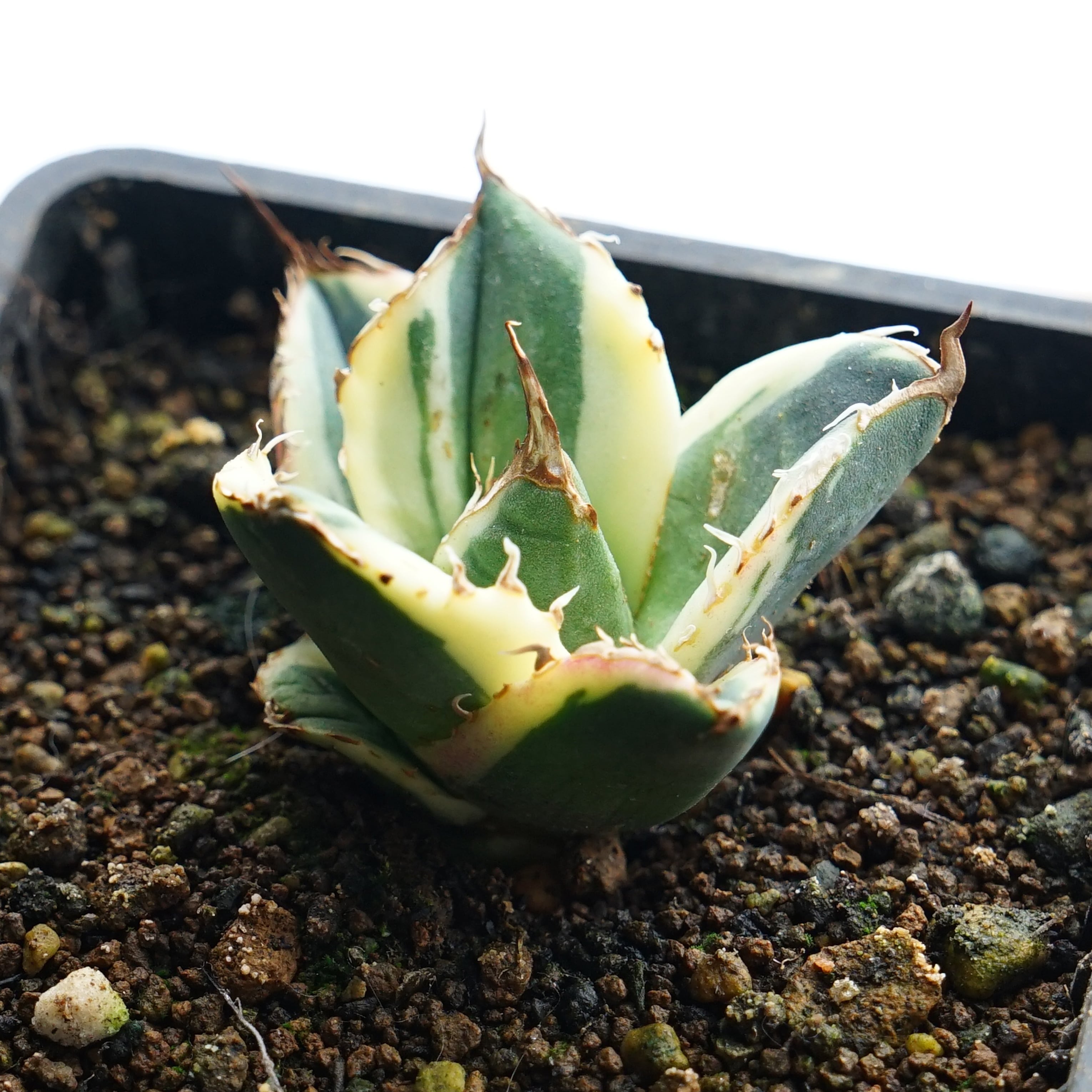 抜き苗 スナグルトゥース 子株 Agave titanota 