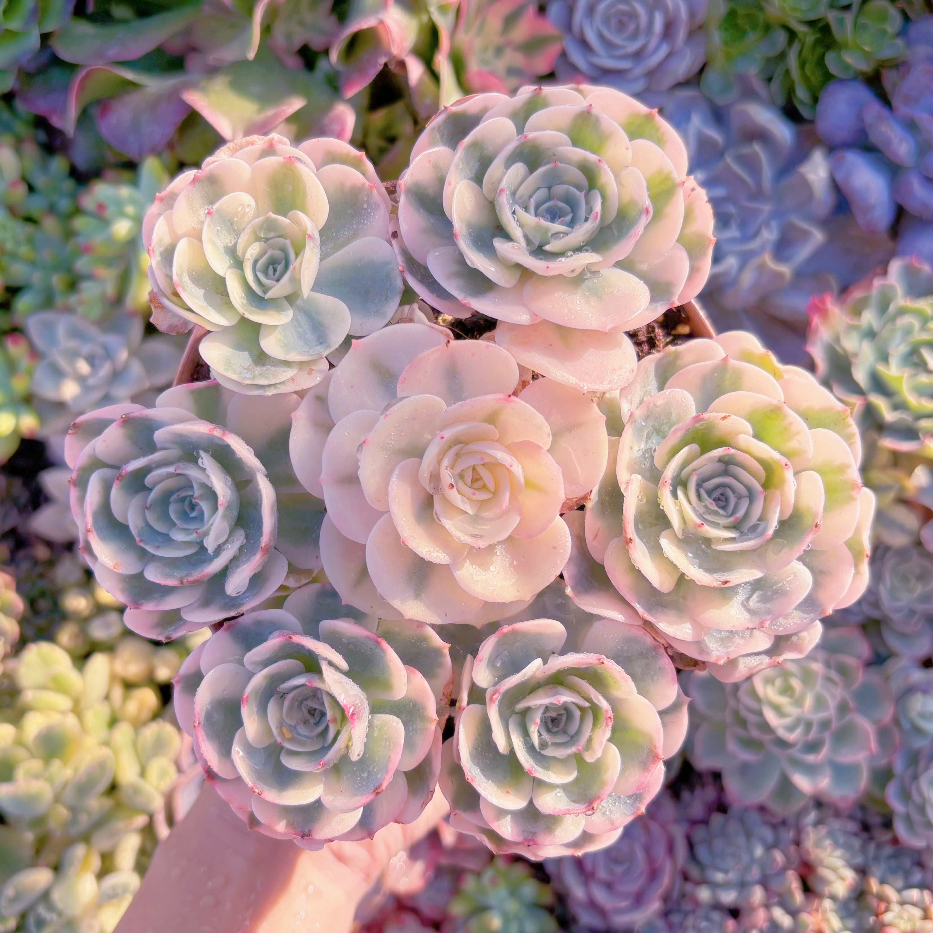 現品　ルノーディーン錦 #M086　大群生　超美苗　新入荷　るる農園