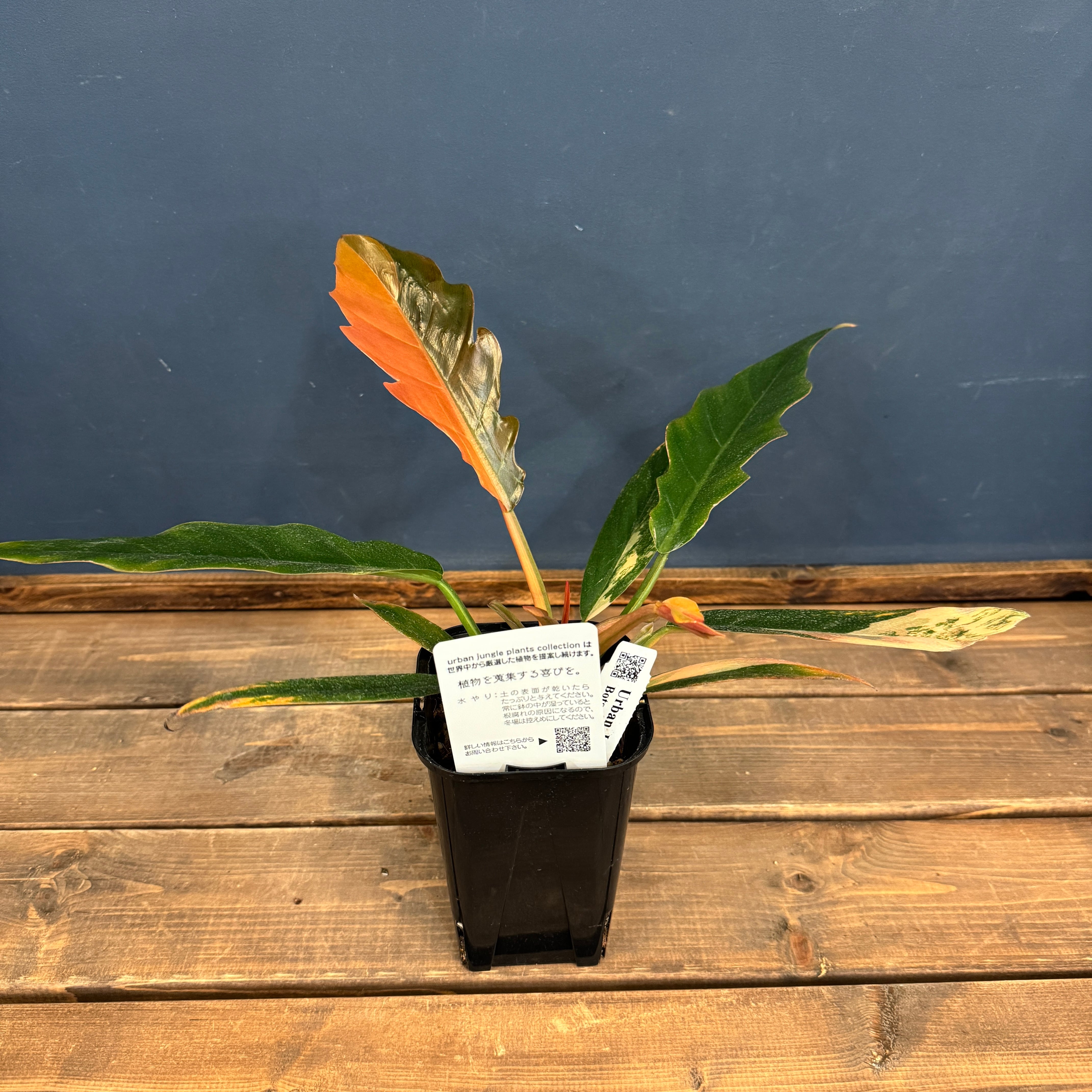 クリアランス】フィロデンドロン キャラメルマーブル【874