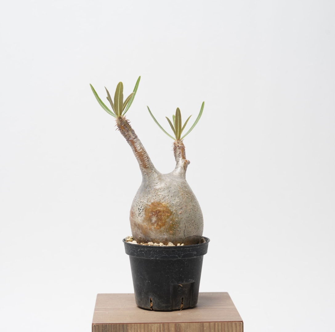 パキポディウム グラキリス no.2〈発根済み〉 | SPECIAL OTHER WORKS