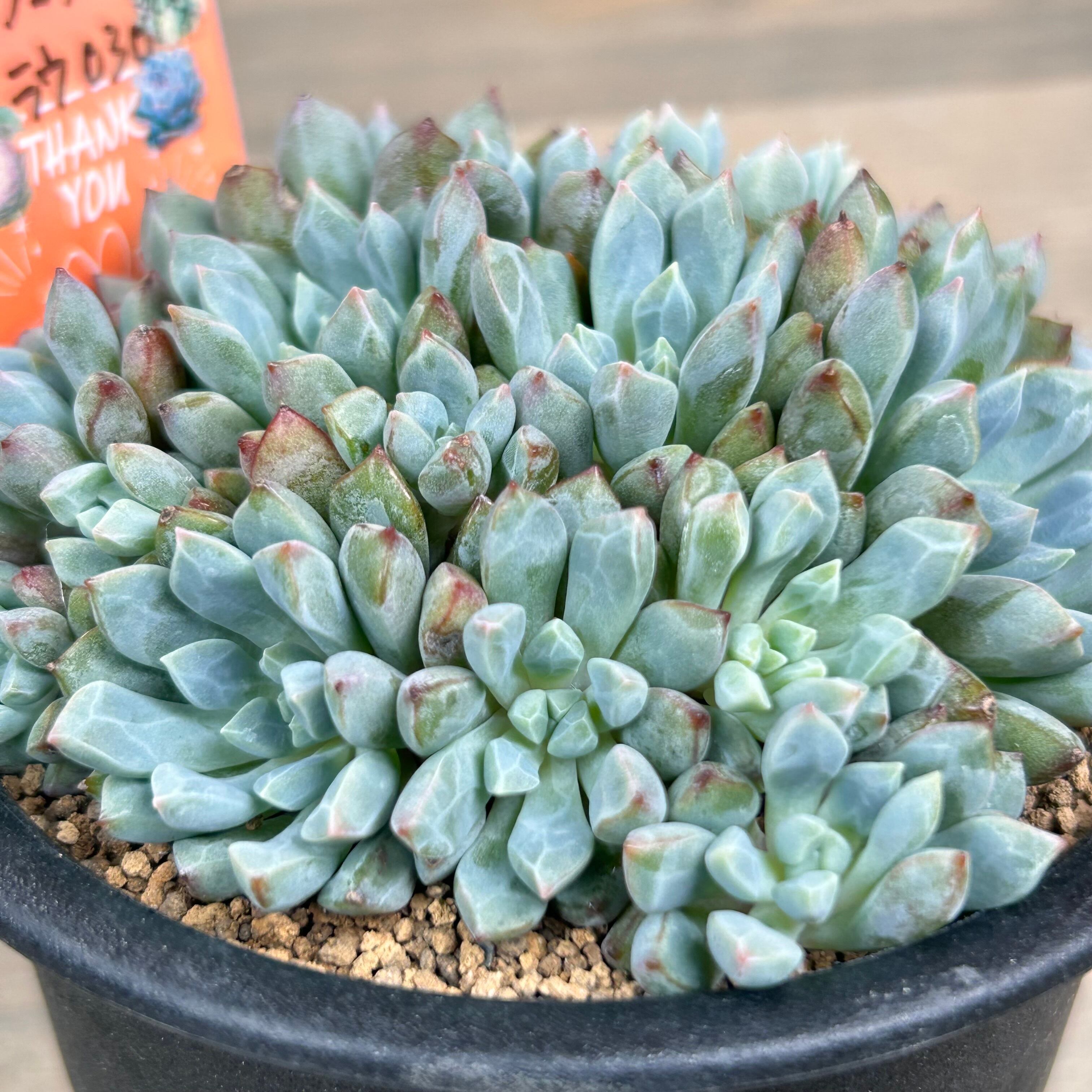 サブコリンボサ×ラウ030群生 | RuPo 多肉植物専門店