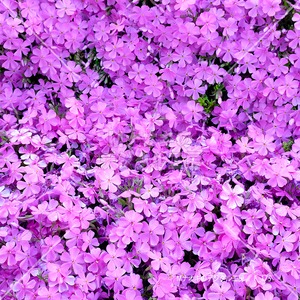 満開の綺麗な芝桜　Beautiful moss phlox in full bloom