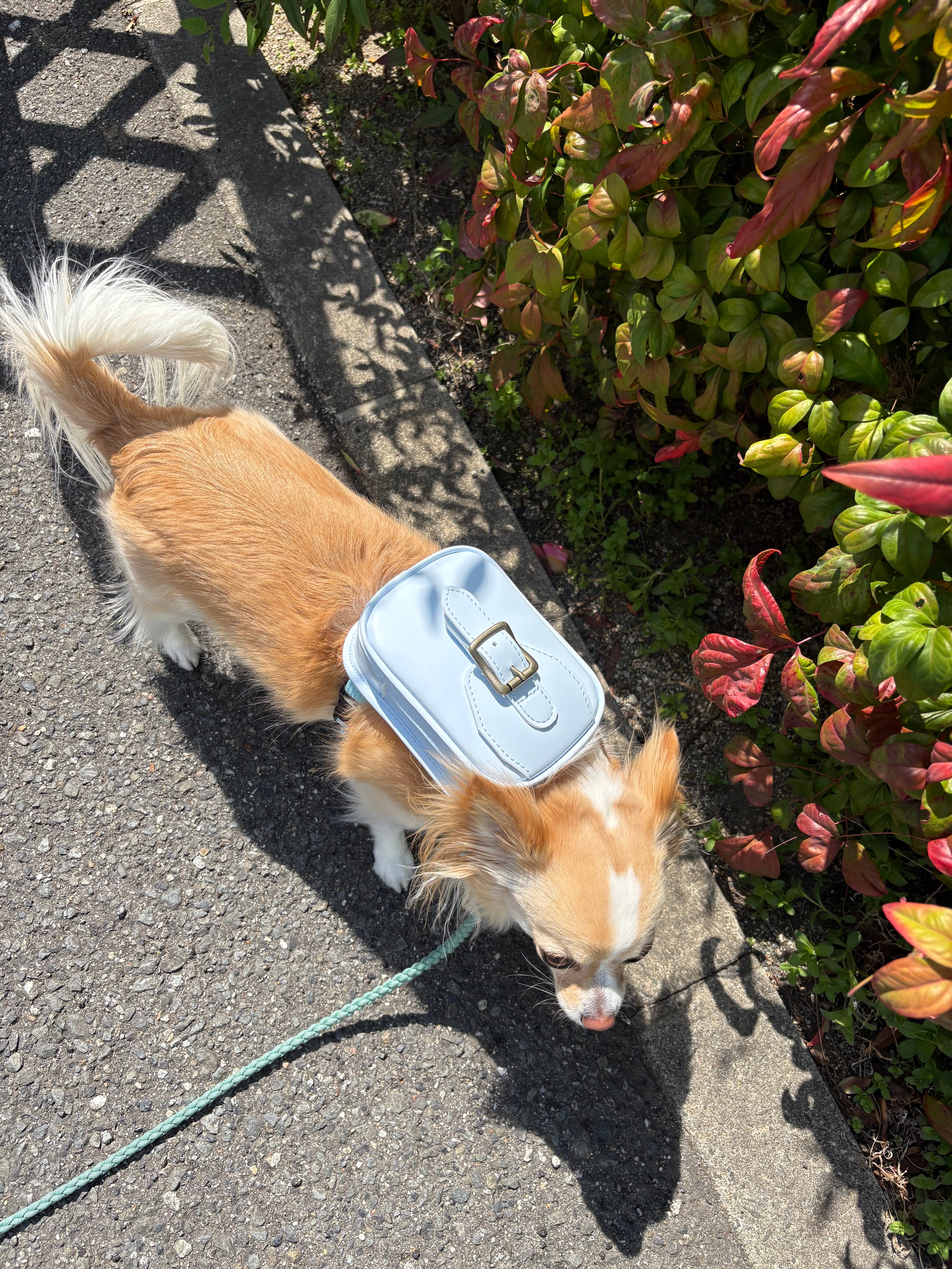 ワンどせる 人工皮革製 犬用ランドセル ワンどせる《ワンちゃん用ミニランドセル》 | MITTAG