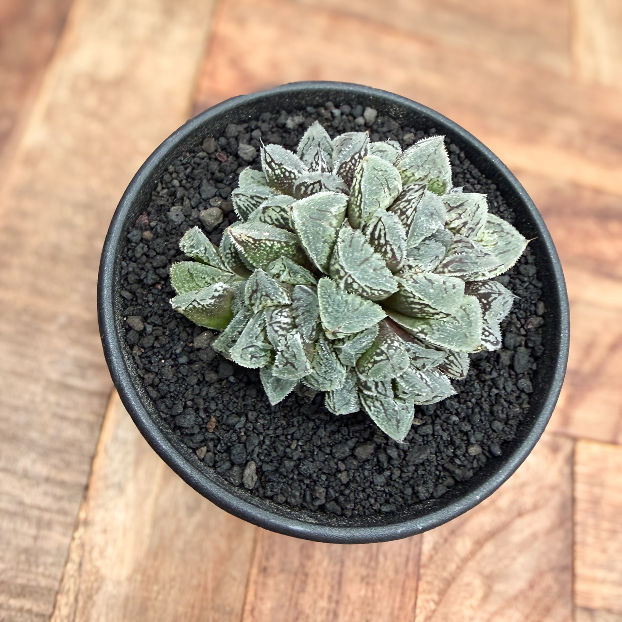Haworthia ‘Kurozatou’【ハオルチア・黒砂糖】