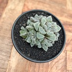 Haworthia ‘Kurozatou’【ハオルチア・黒砂糖】