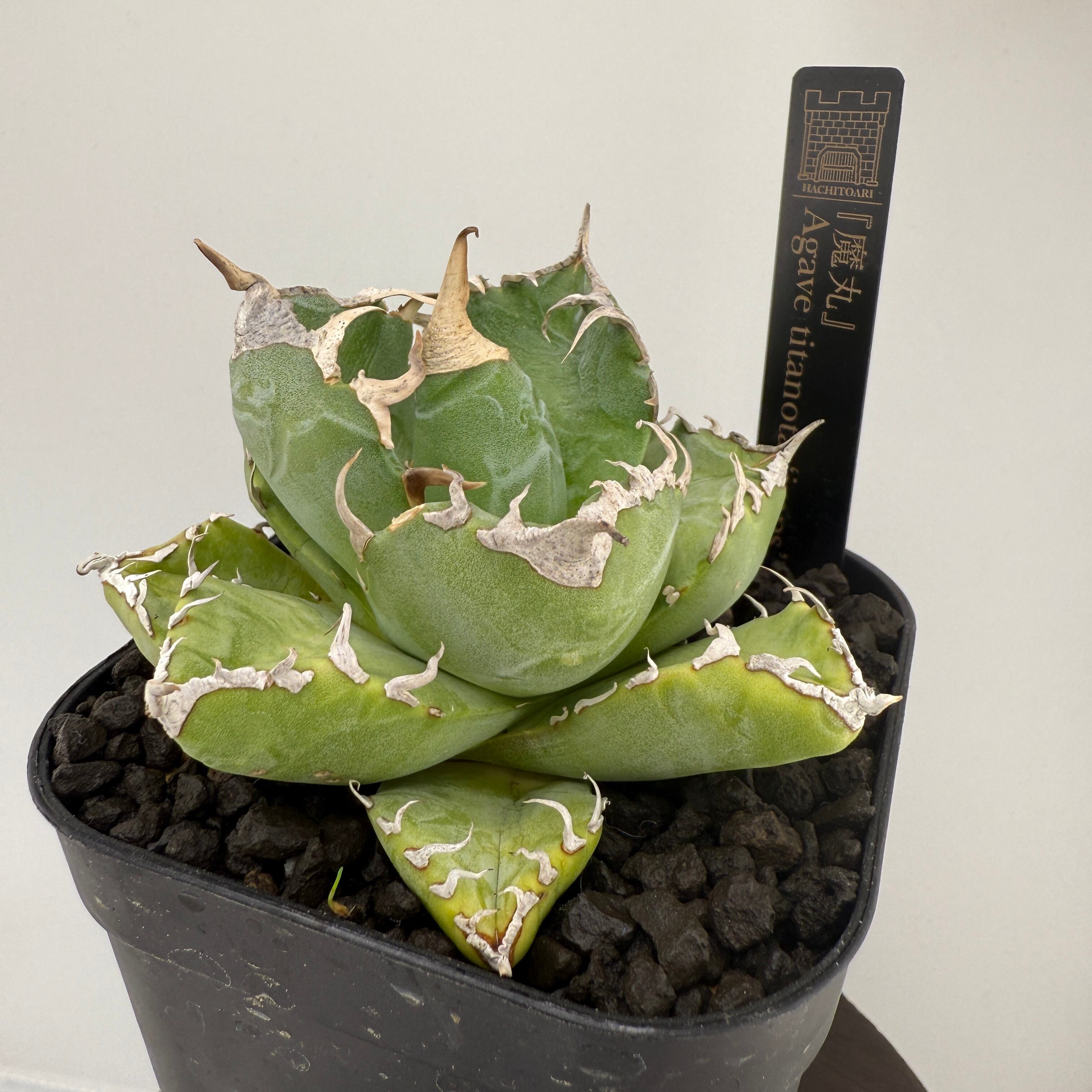 No.3 魔丸 Agave titanota