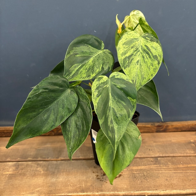 フィロデンドロン バールマルクス ファンタジー【825】 フィロデンドロン バールマルクス ファンタジー【825】