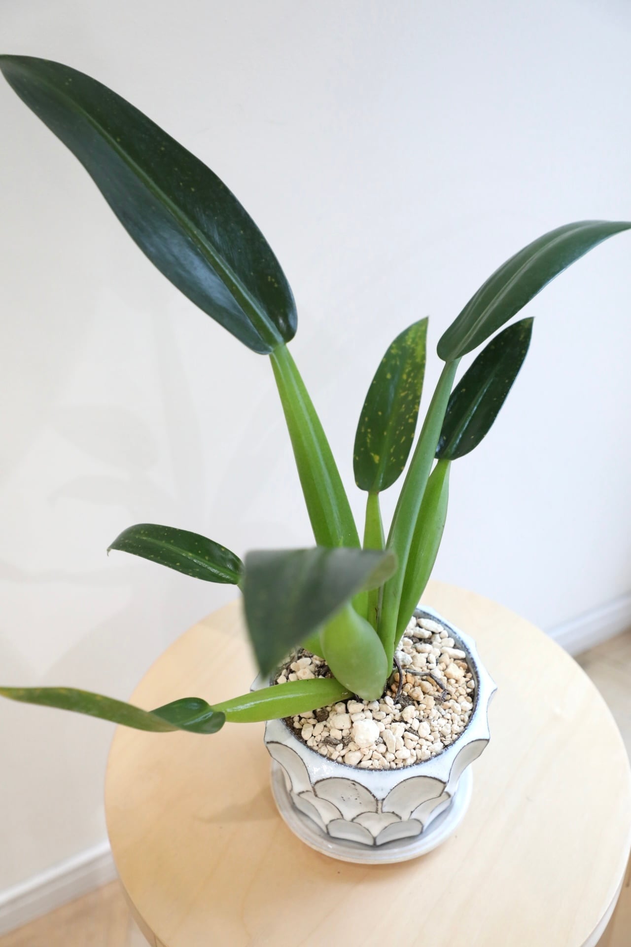 M】フィロデンドロン キャ二ホニウム/Philodendron | 【厳選植物・器