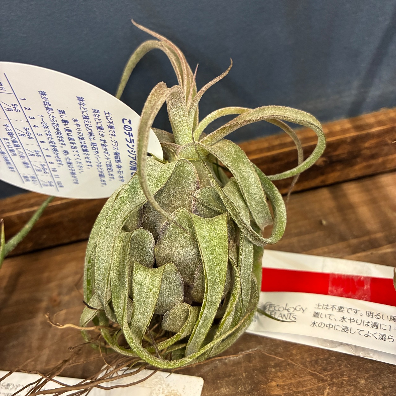 【抽選販売】【限定価格】チランジア 3種 4400円セット（限定3）