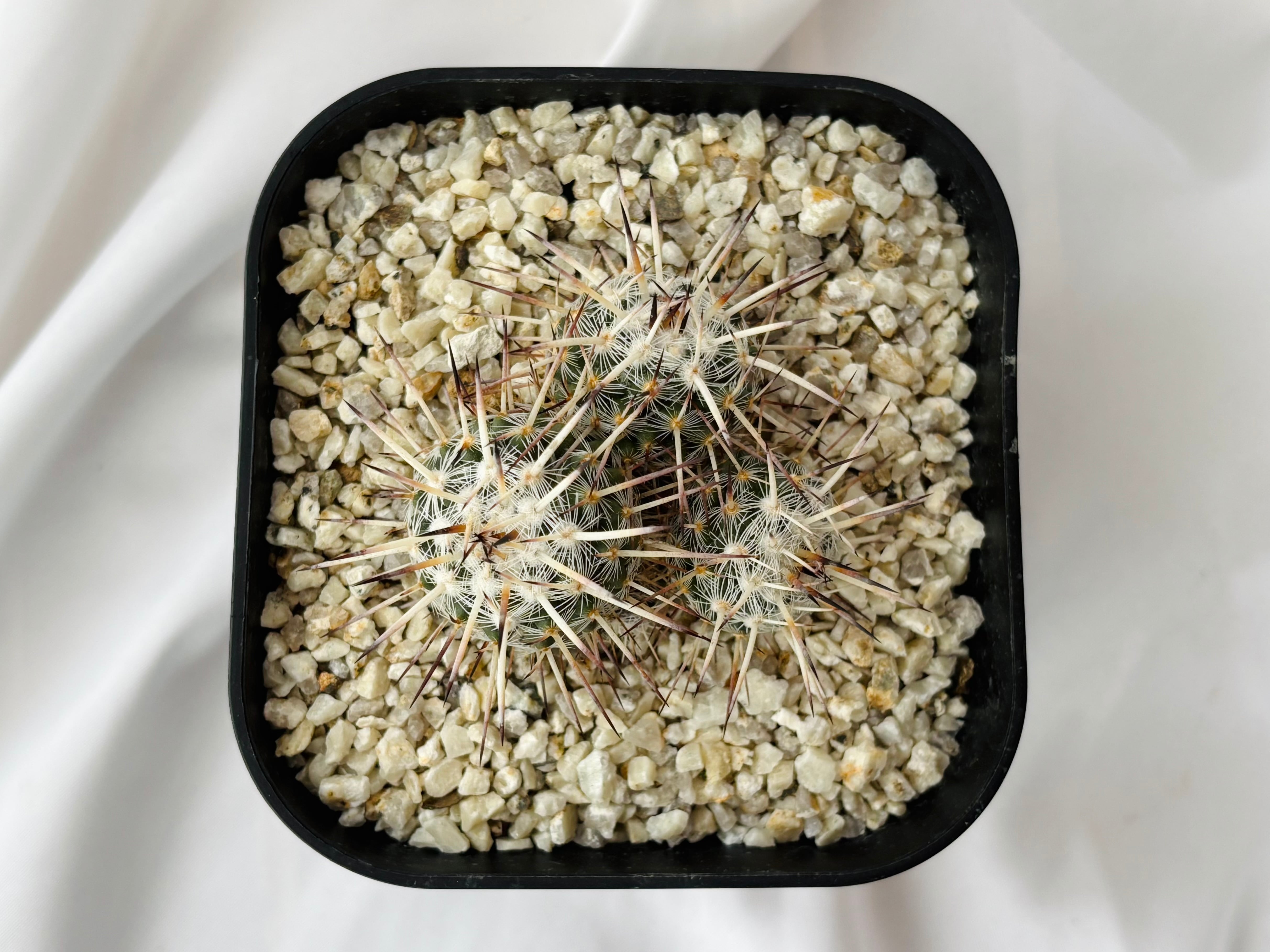 Mammillaria parkinsonii 'Azarashi' マミラリア アザラシ サボテン