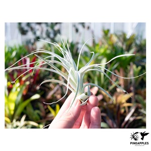 Tillandsia chapeuensis v. turriformis (Hyb?)【現品】