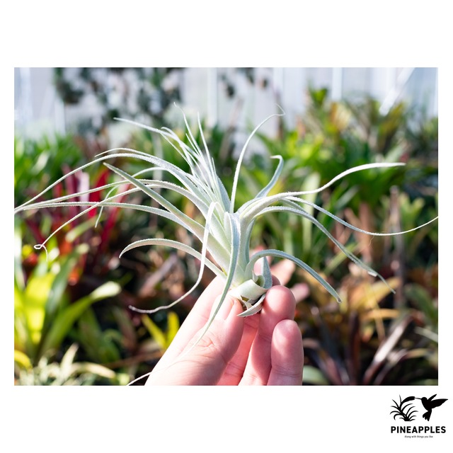 Tillandsia chapeuensis v. turriformis (Hyb?)【現品】