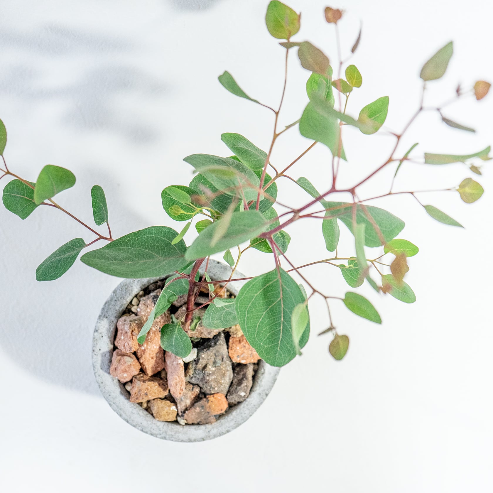 ≪ 観葉植物 ≫お部屋にやさしい緑を添える、ユーカリ・ポリアンセモスの鉢植え｜ざらっとした風合いの手づくりモルタル鉢