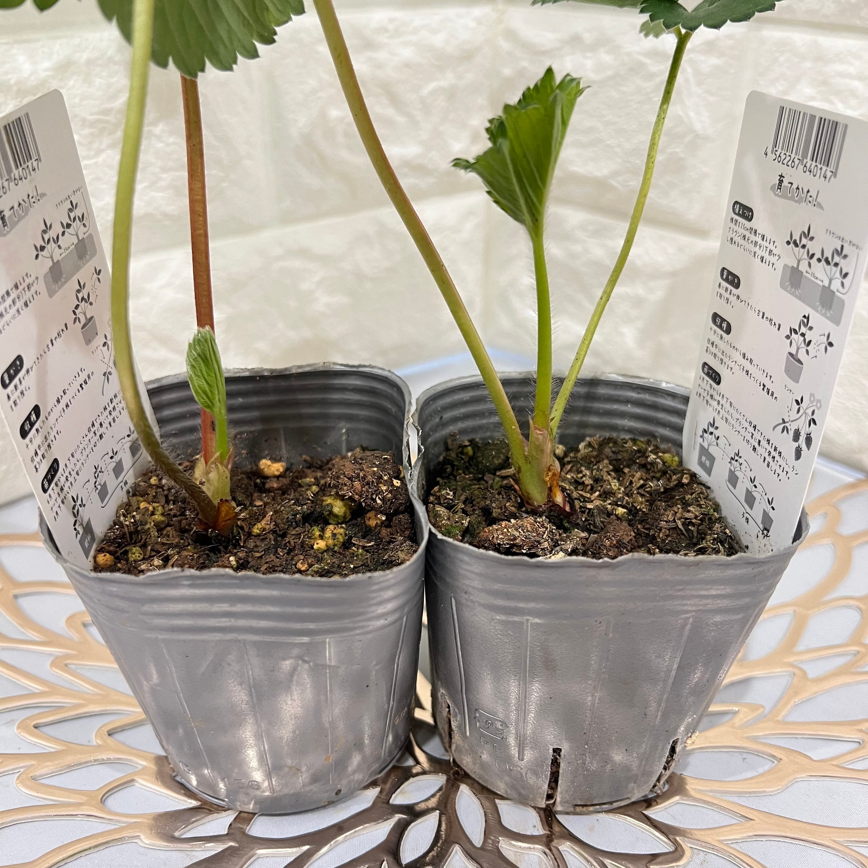 2苗セット】桃・ココナッツ風味の桃色 イチゴ苗：「桃香」（3号）レア