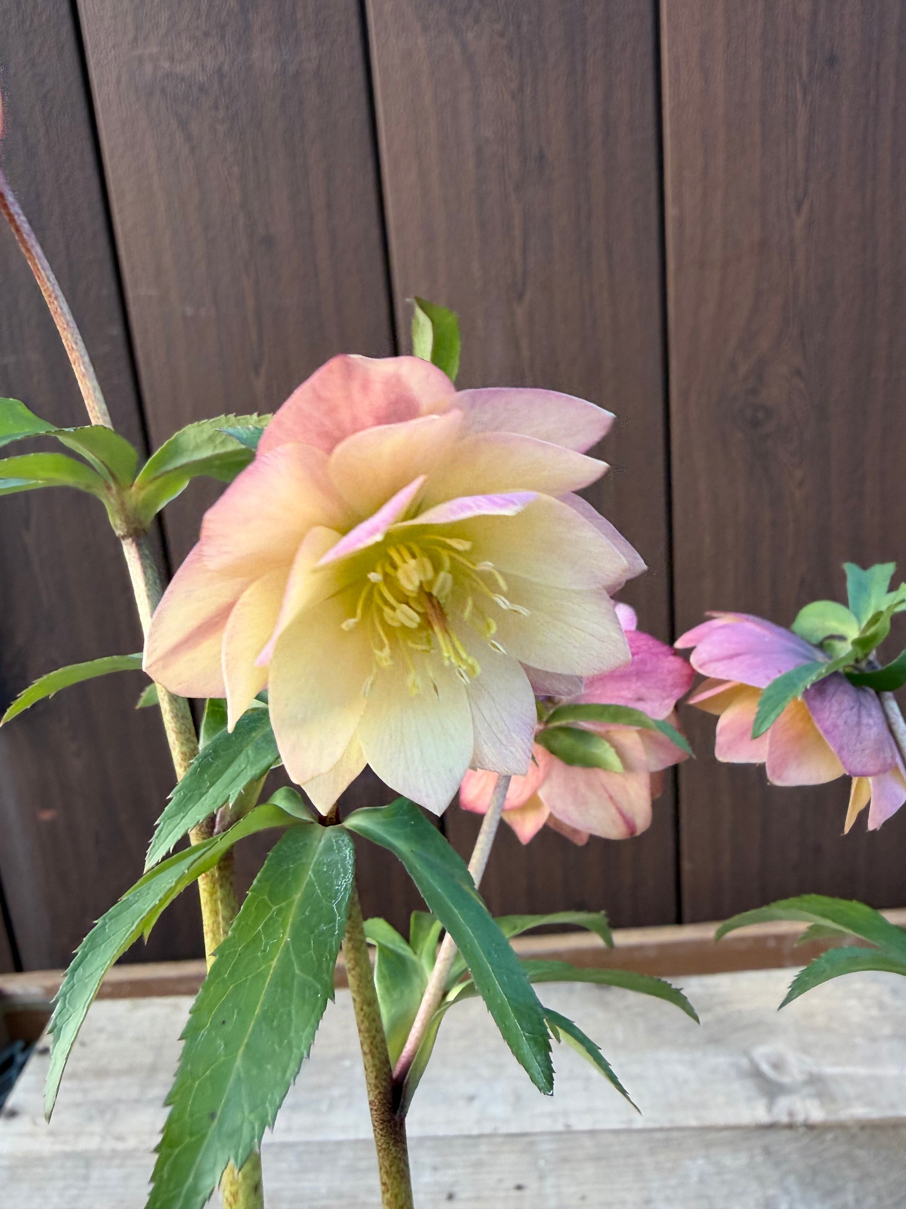 アプリコットイエローグロス微香 ※蕾無し特価 加藤農園 クリスマス