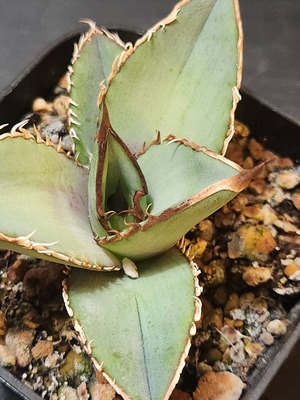 【 B-8 】oteroi seedling ①