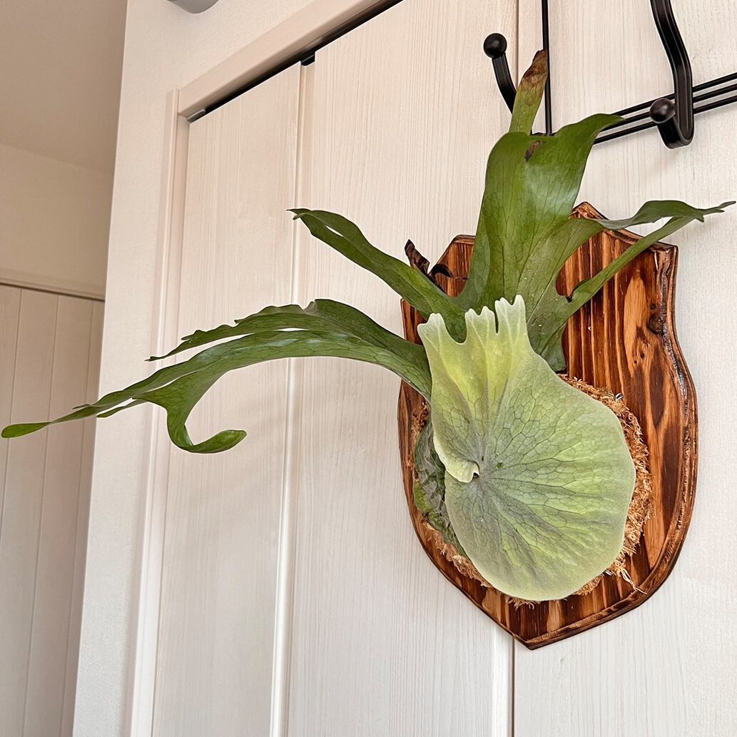 ビカクシダ グランデ 板付 【観葉植物 壁掛け コウモリラン