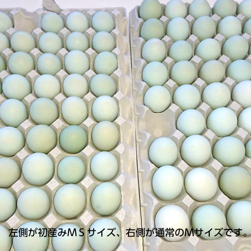 期間限定！！】初産み卵 緑の一番星 30個 | 田子たまご村