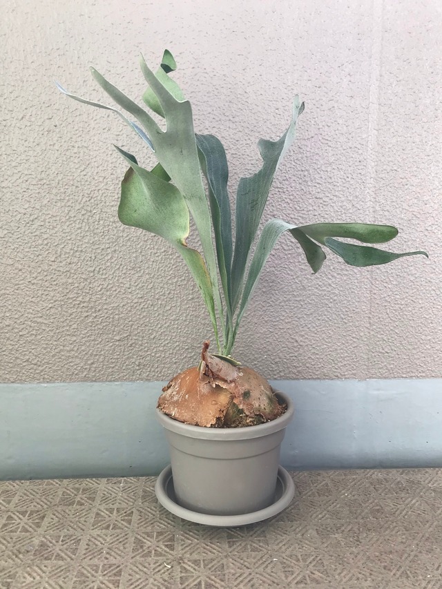 コウモリラン ビカクシダ 珍奇植物 ビザールプランツ Ryokuzen Greenmarket コウモリラン ビカクシダ 珍奇植物 ビザールプランツ Ryokuzen Greenmarket