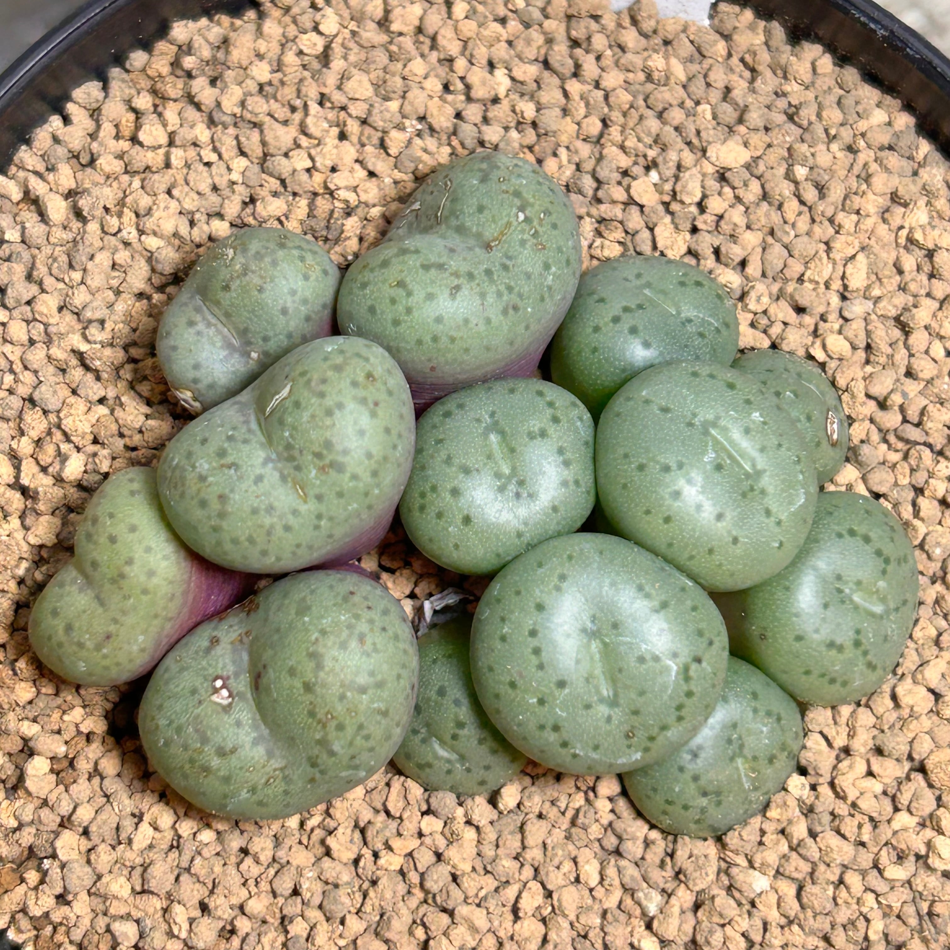 3)コノフィツム オブコルデルム | RuPo 多肉植物専門店