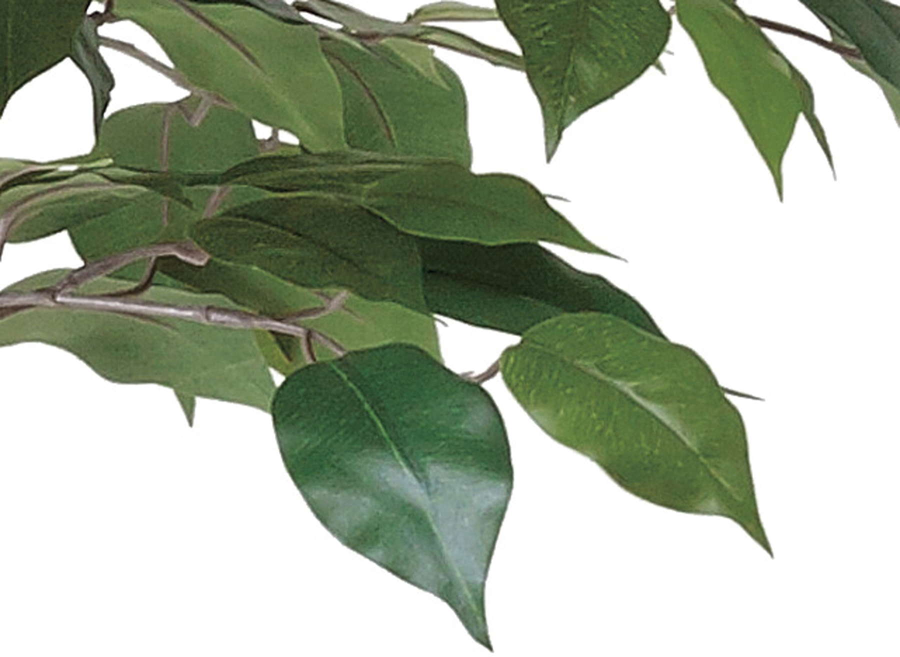 ショクバイベンジャミンダブル１．８Ｍ　グリーン系　GLPA-054　4961823431463　造花（アーティフィシャルフラワー） > 観葉植物