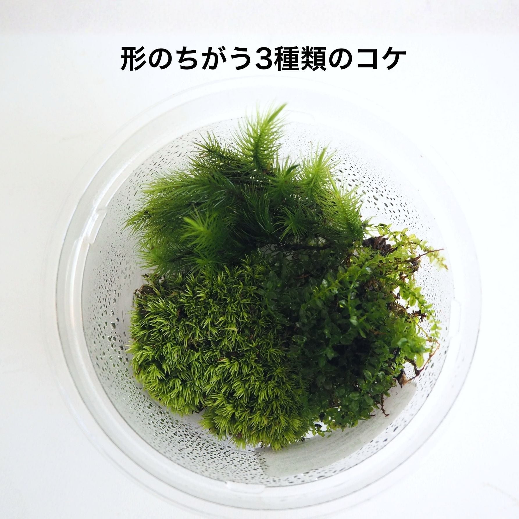 2026母の日限定】はじめての苔テラリウムキット◇必要なツールと本が