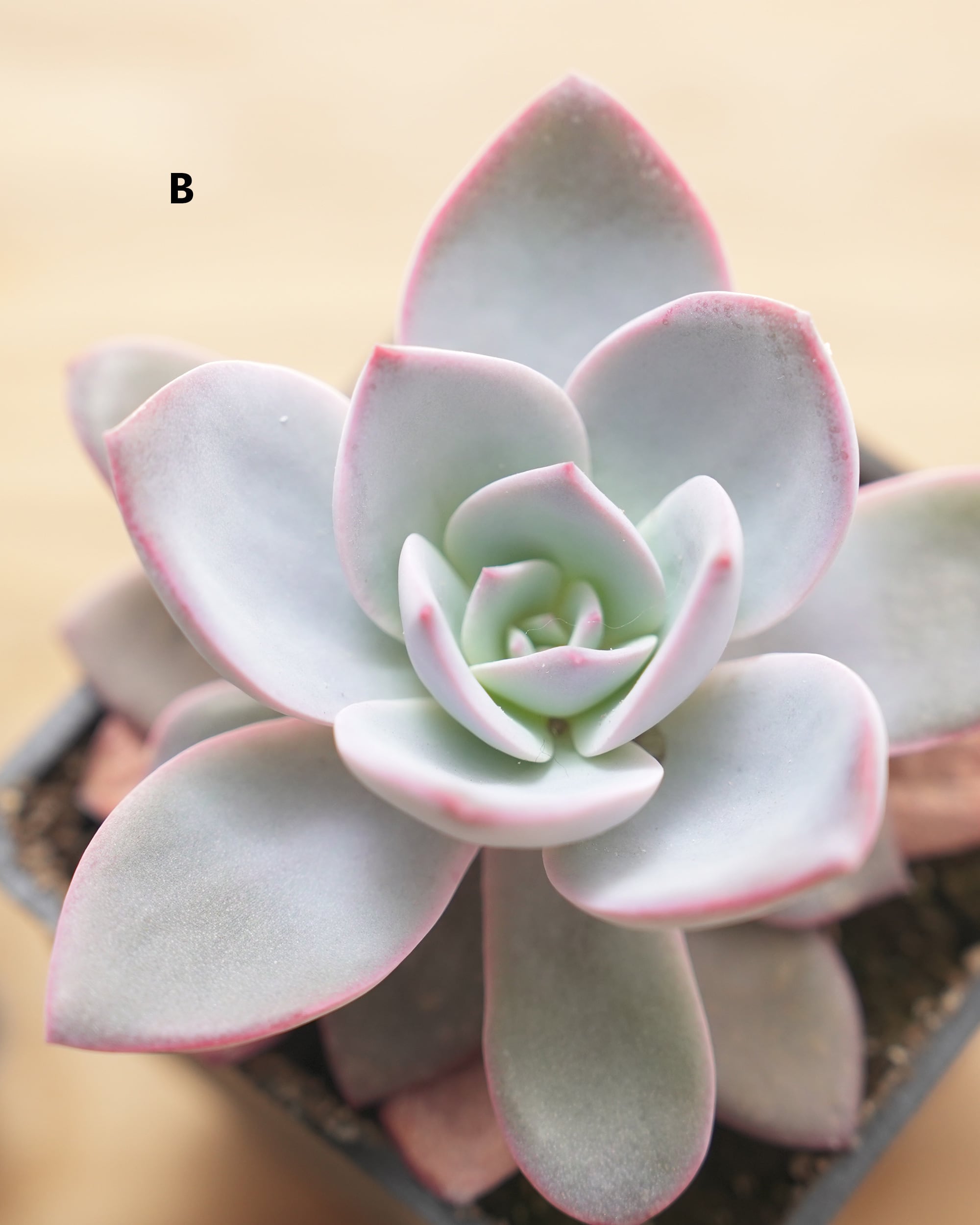 抜き苗 ホワイトロータス Echeveria 'White Lotus' | PUKUBOOK SUCCULENTS