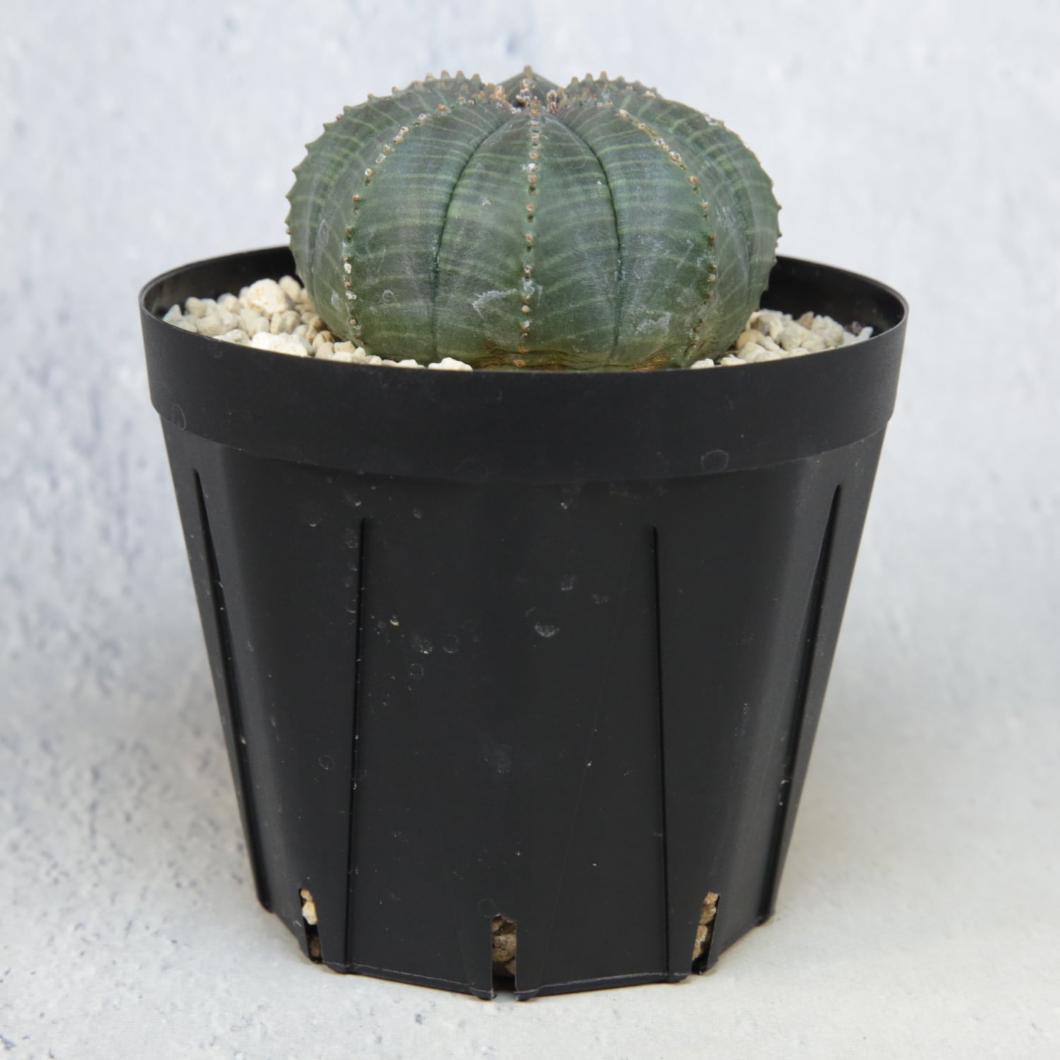 メス株 まん丸 扁平 オベサ / ユーフォルビア | LIGHTHOUSE.PLANTS