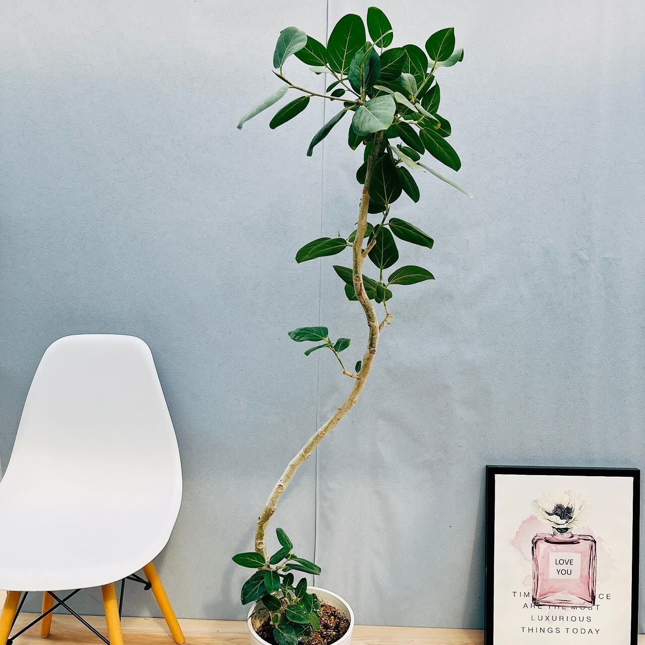 ［現品］18番　ドラセナ　コンシンネ　曲がり　8号　観葉植物　大型　室内 現品］18番 ドラセナ コンシンネ 曲がり 8号 観葉植物 大型 室内