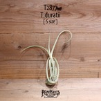 【送料無料】duratii S〔エアプランツ〕現品発送T2877