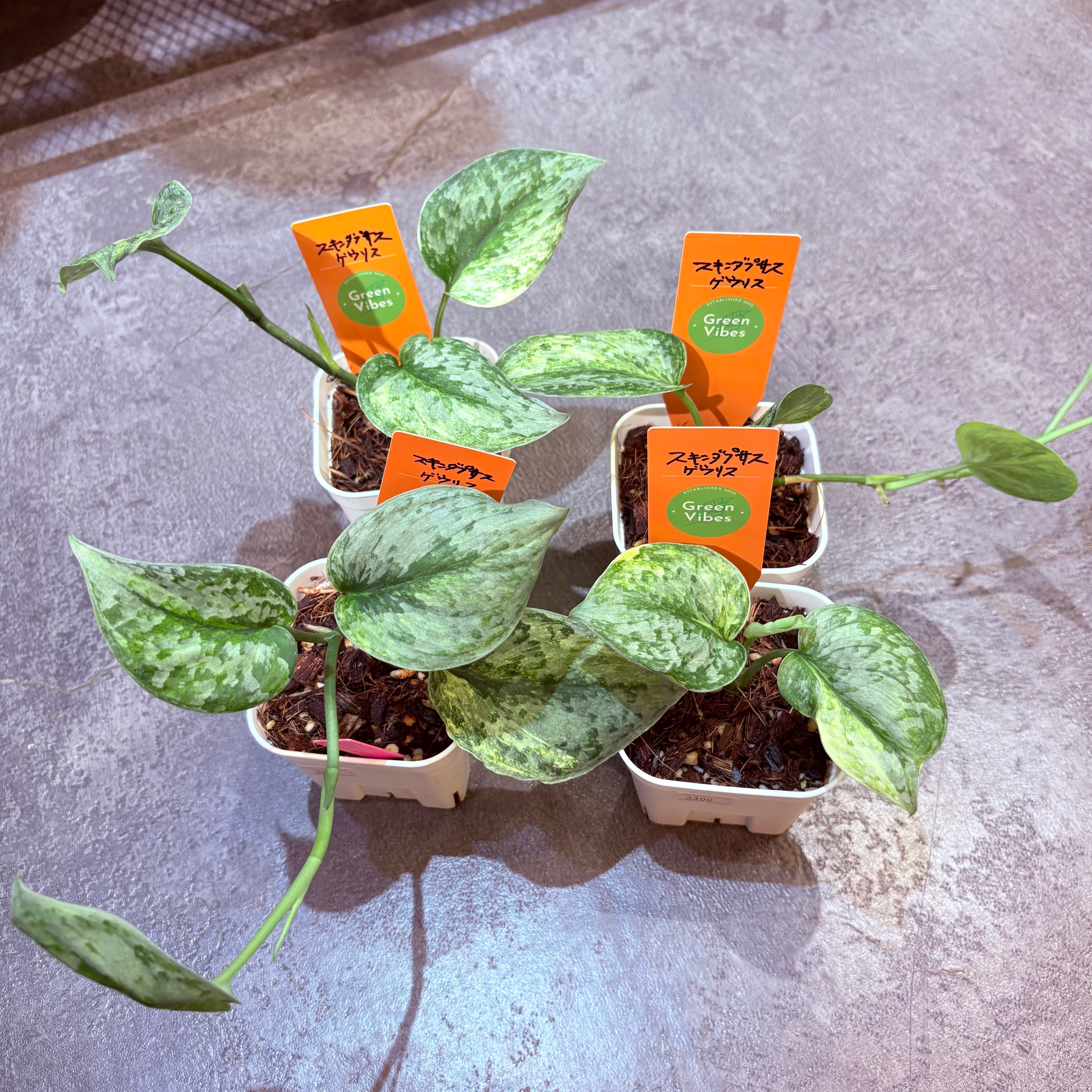 スキンダプサス ゲウリス 3号 | Green Vibes 宇都宮市の観葉植物専門店