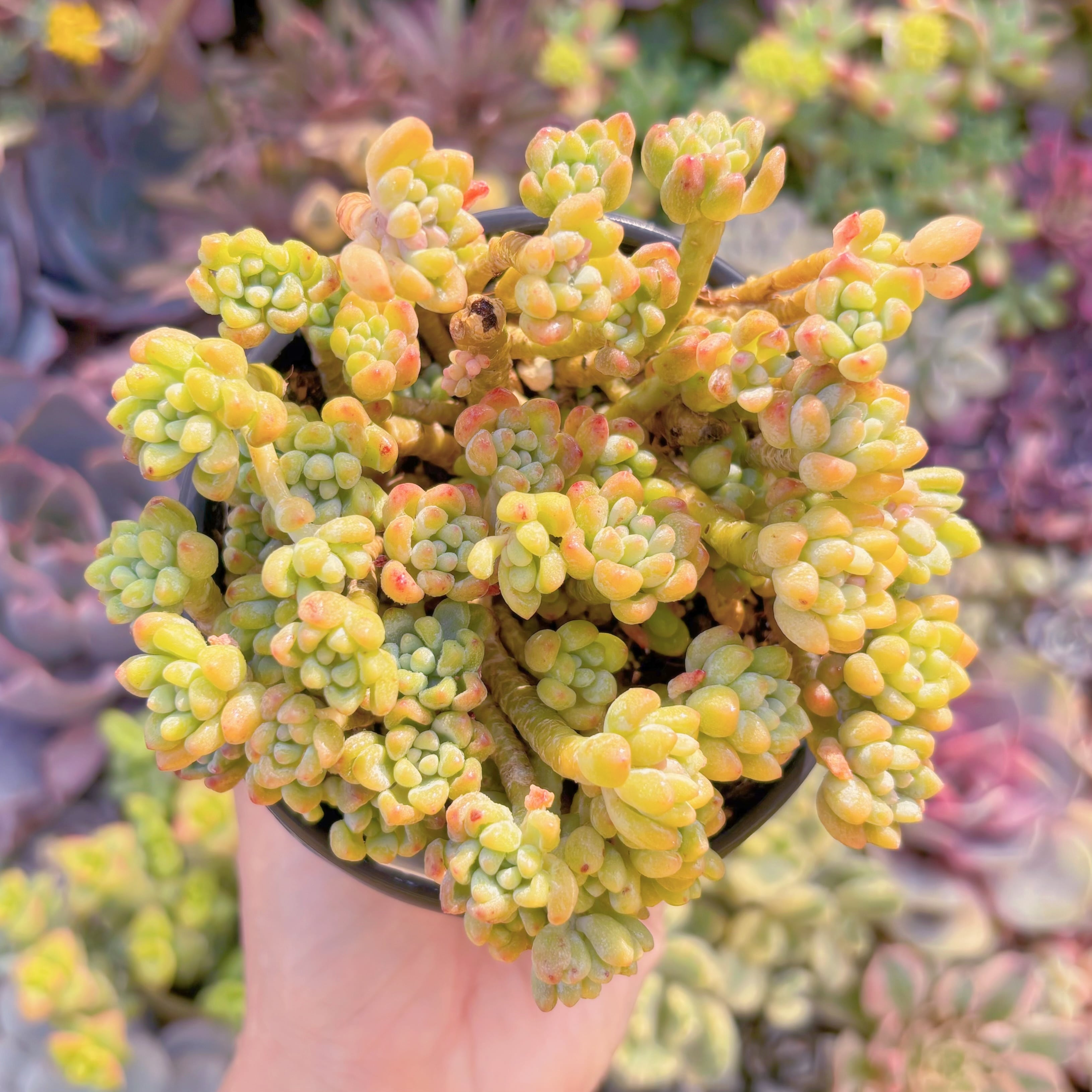 現品　ピンクビーン#K047　るる農園