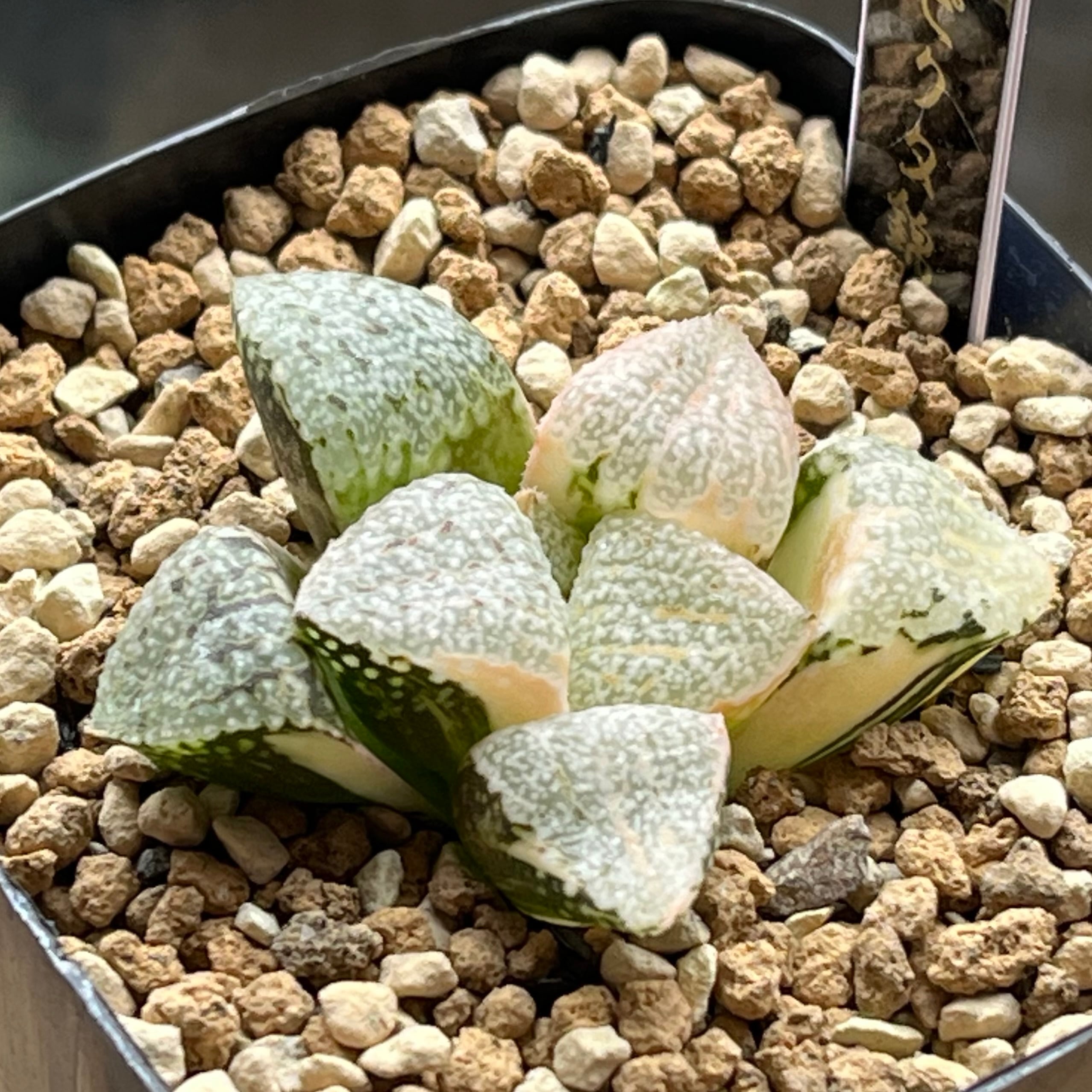 多肉植物 ハオルチア 狼蛛錦 ハオルチア 狼蛛錦 | mocono_plants