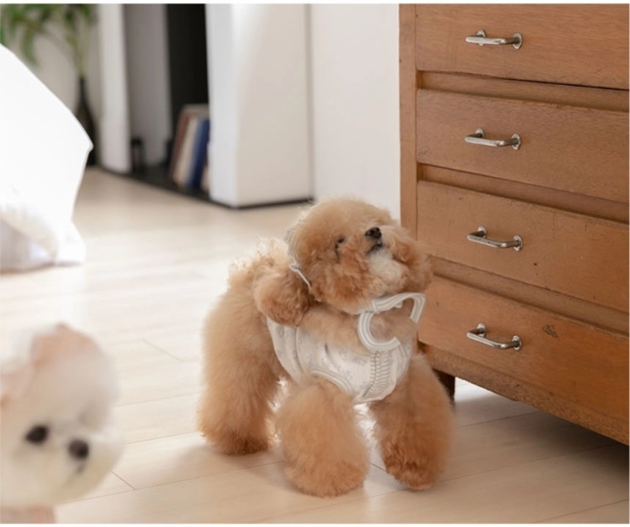 予約【Todley】Petite Bear Sleeveless（White）