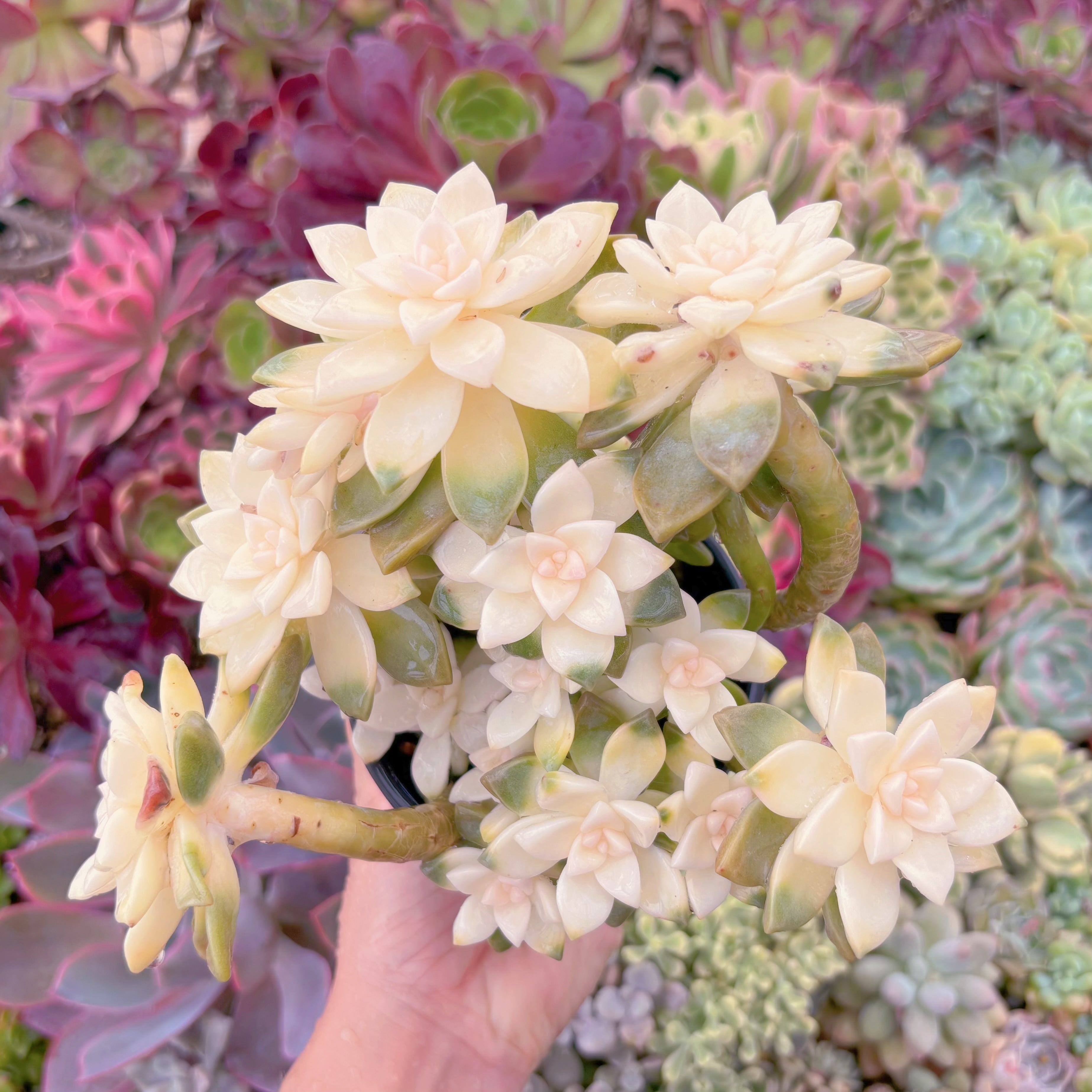 現品　淡雪錦#637　るる農園