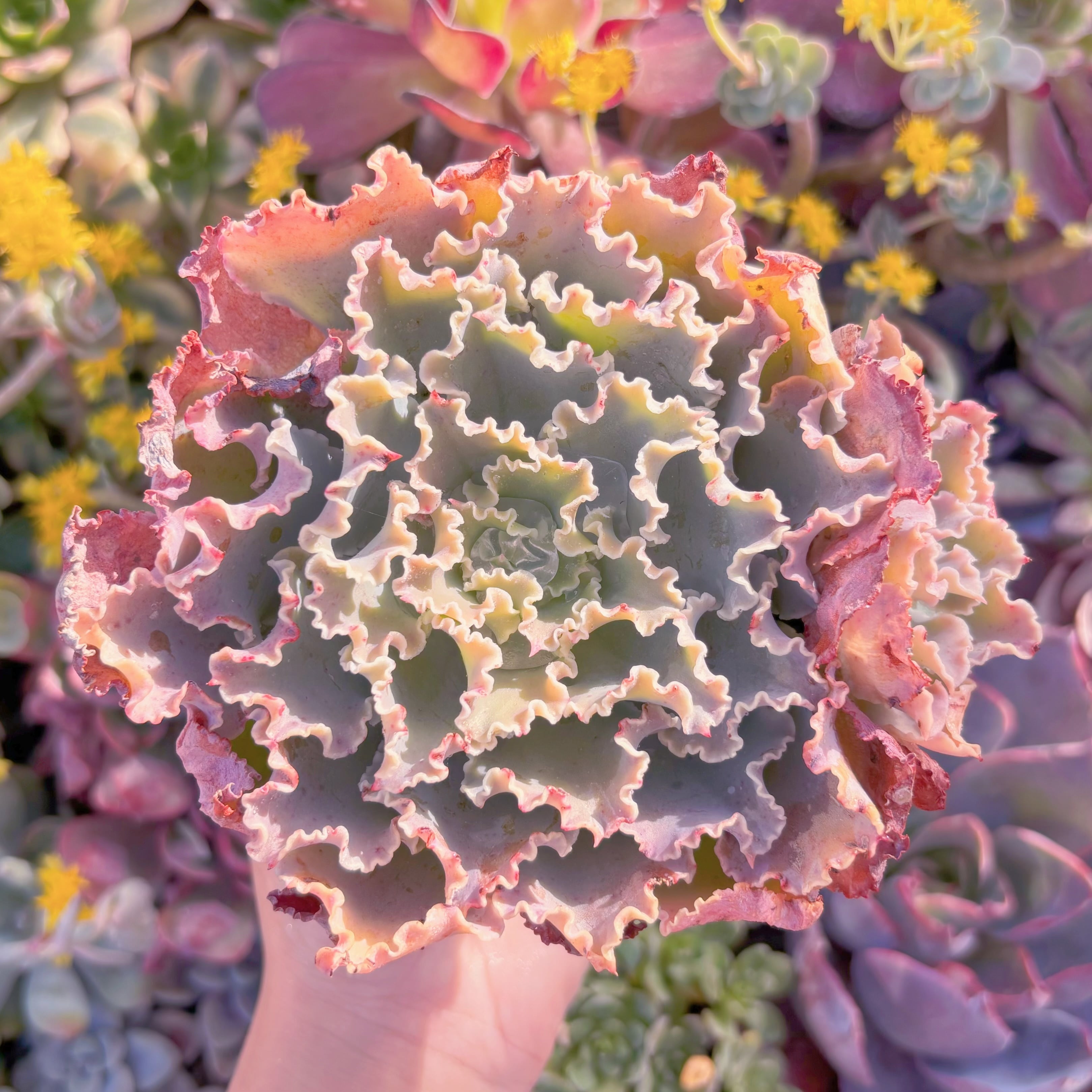 現品　Blue Curls#M055　大苗　新入荷　るる農園