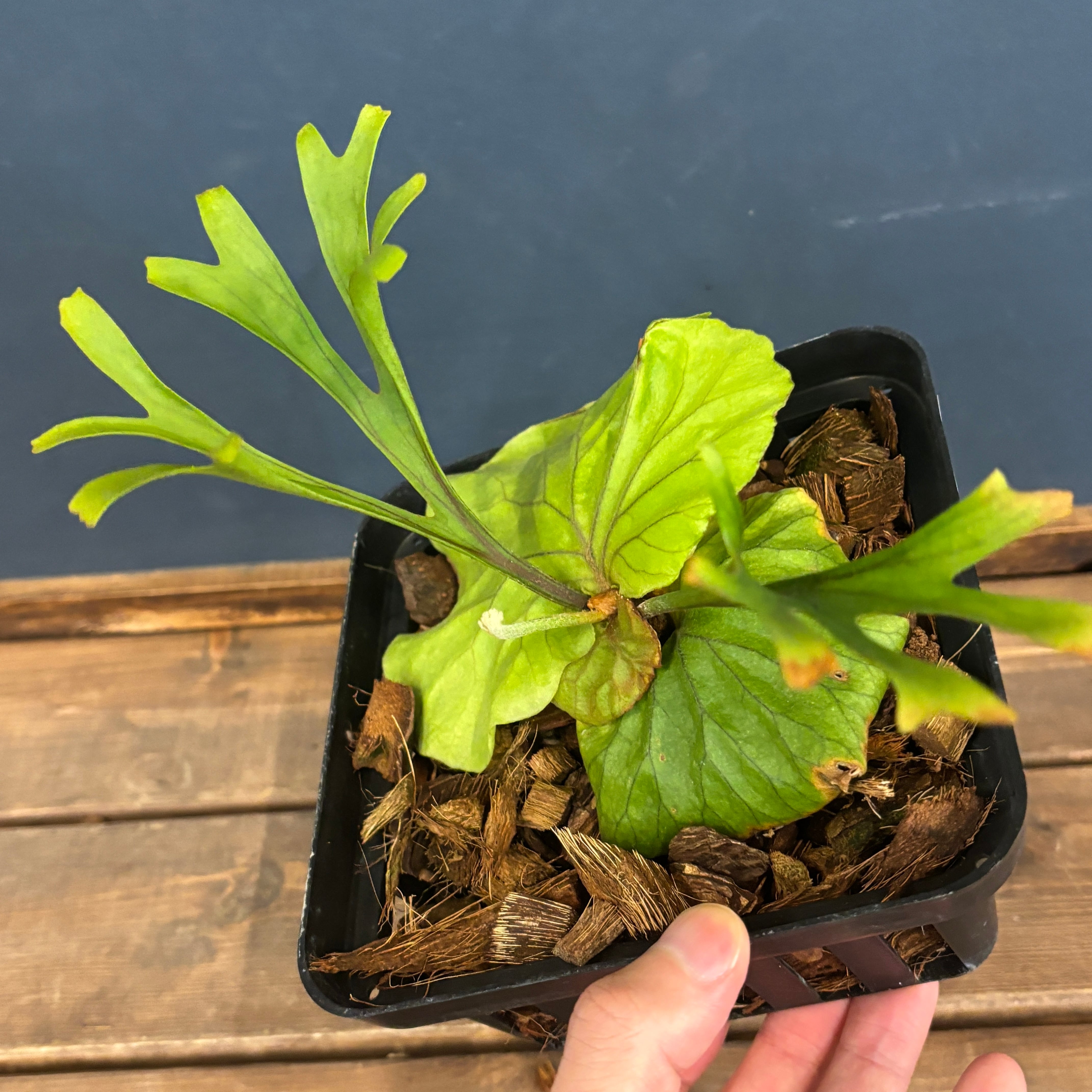 ビカクシダ リドレイ優良実生 P.ridleyi Sebangau Kuala, Borneo【791