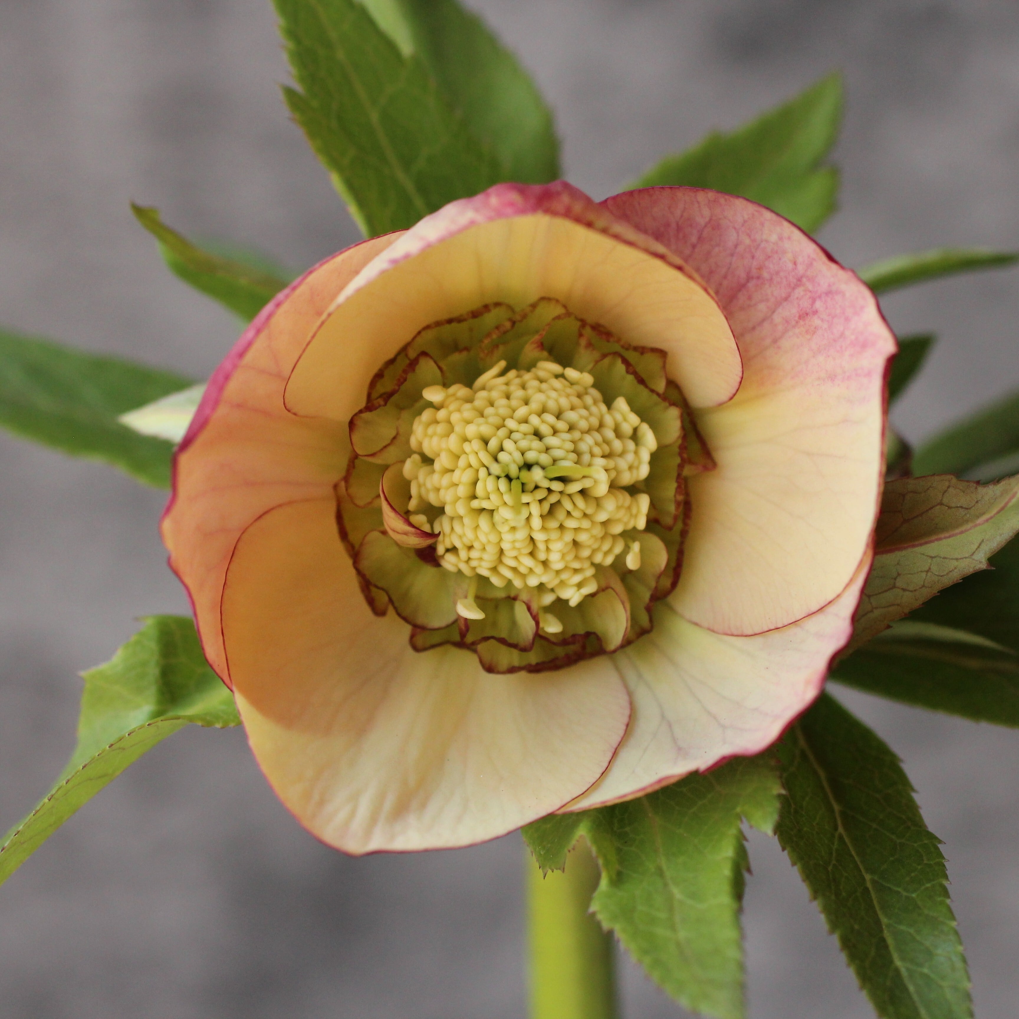 クリスマスローズ | CoppiceGARDEN（コピスガーデン）