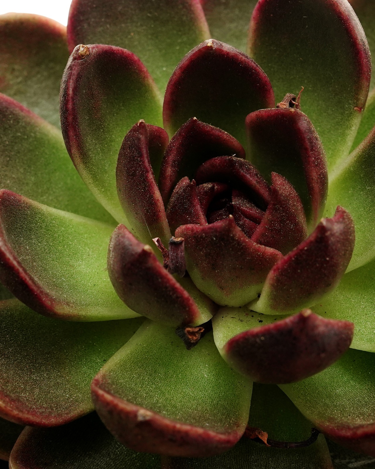カット苗 ミスティッククリスタルオレンジ Echeveria 'Mystic Crystal Orange'